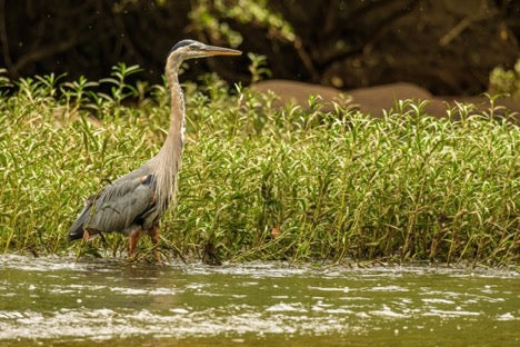 The Bipedal Master of Stealth & Stability