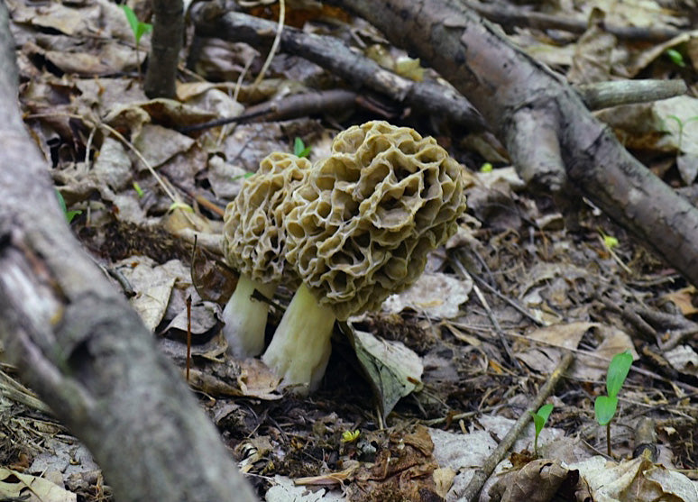Wild Pip Morel