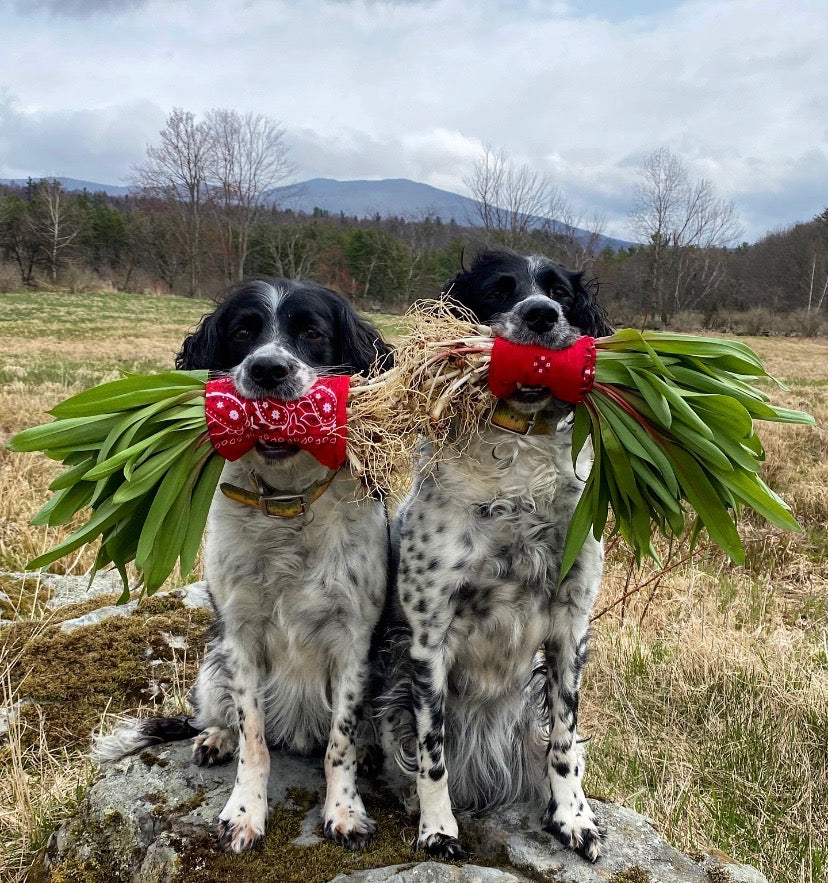Tommy and Chaga with Wild Ramps