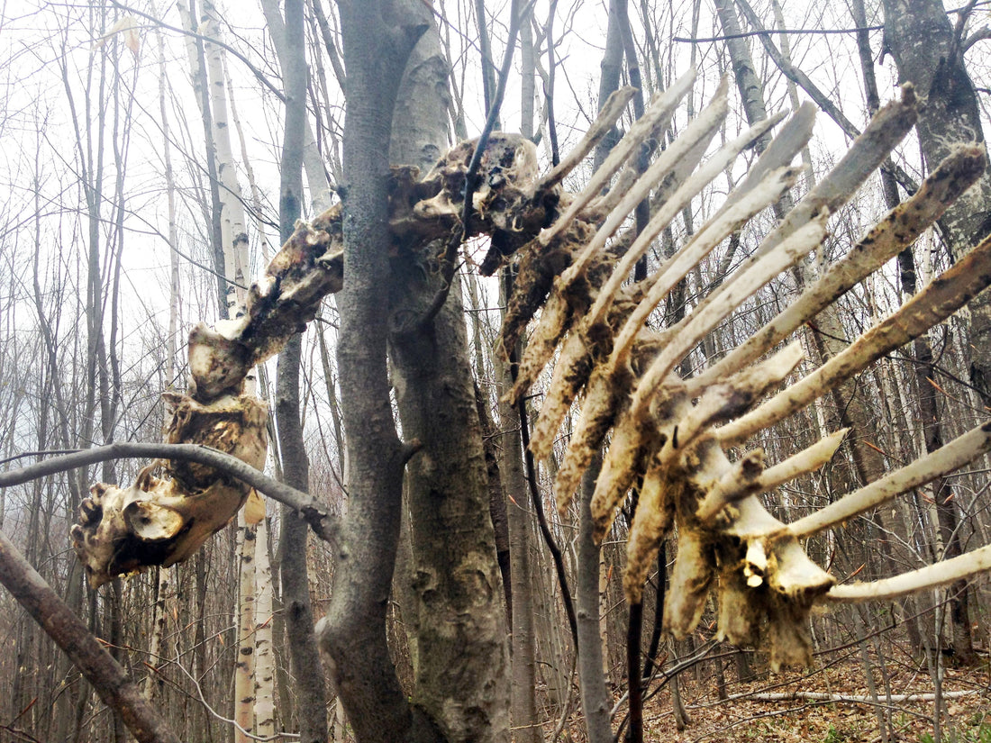 Skeleton of Dog Chained to Tree