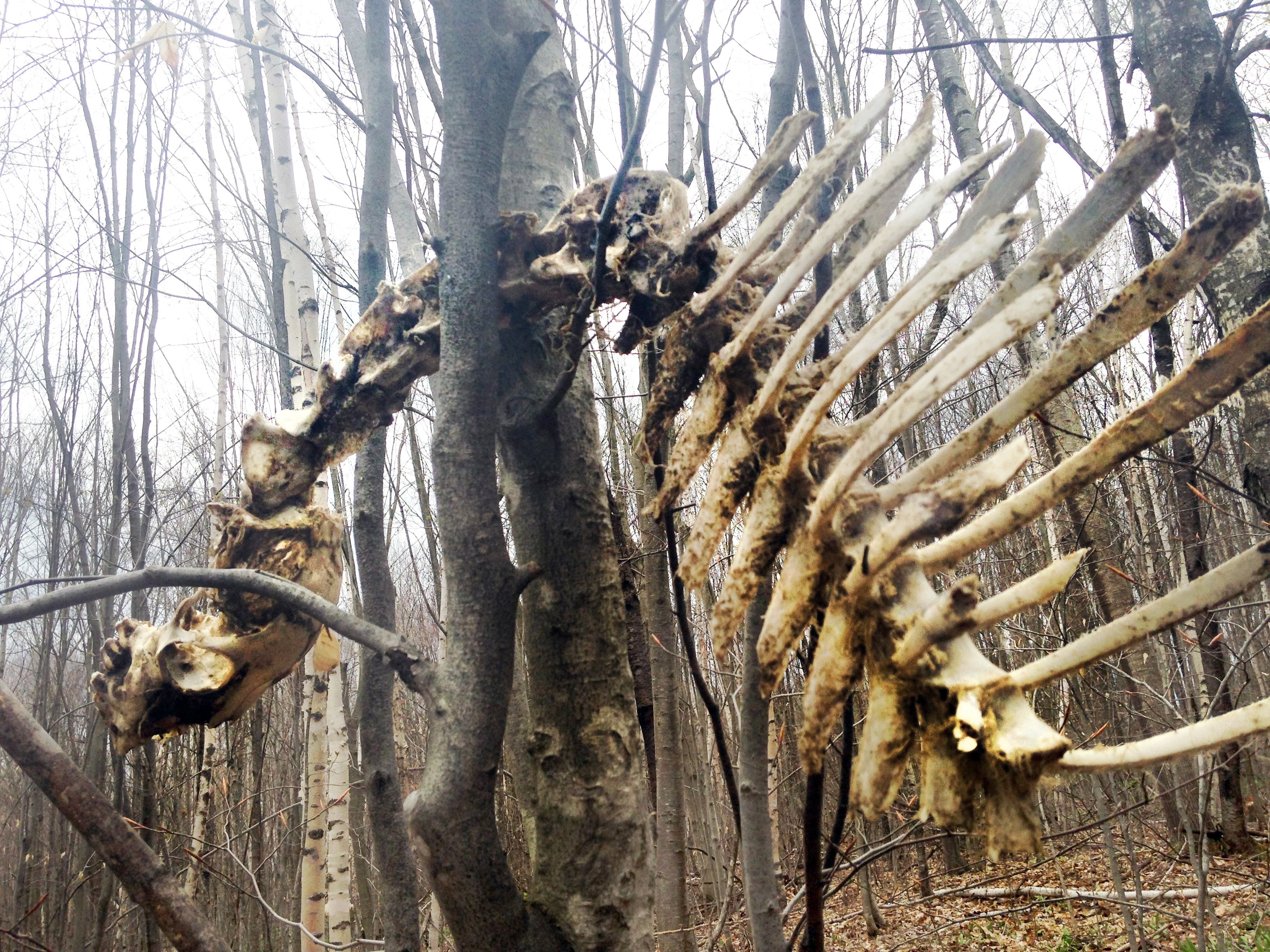 Skeleton of Dog Chained to Tree