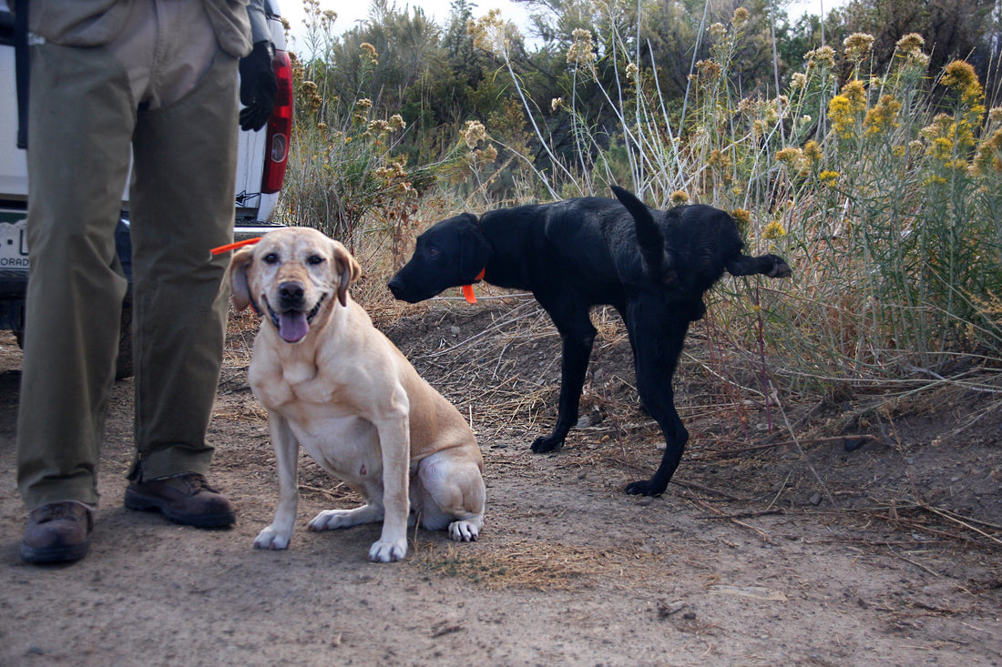 hunting dog peeing before hunt