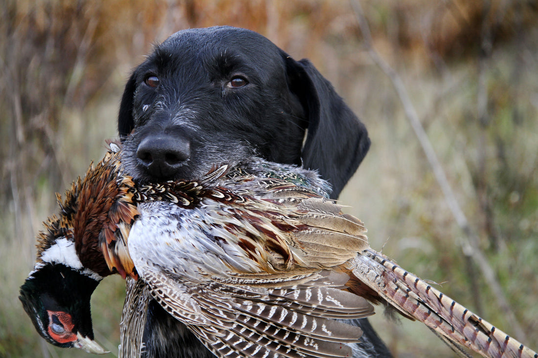 hunting dog with pheasant