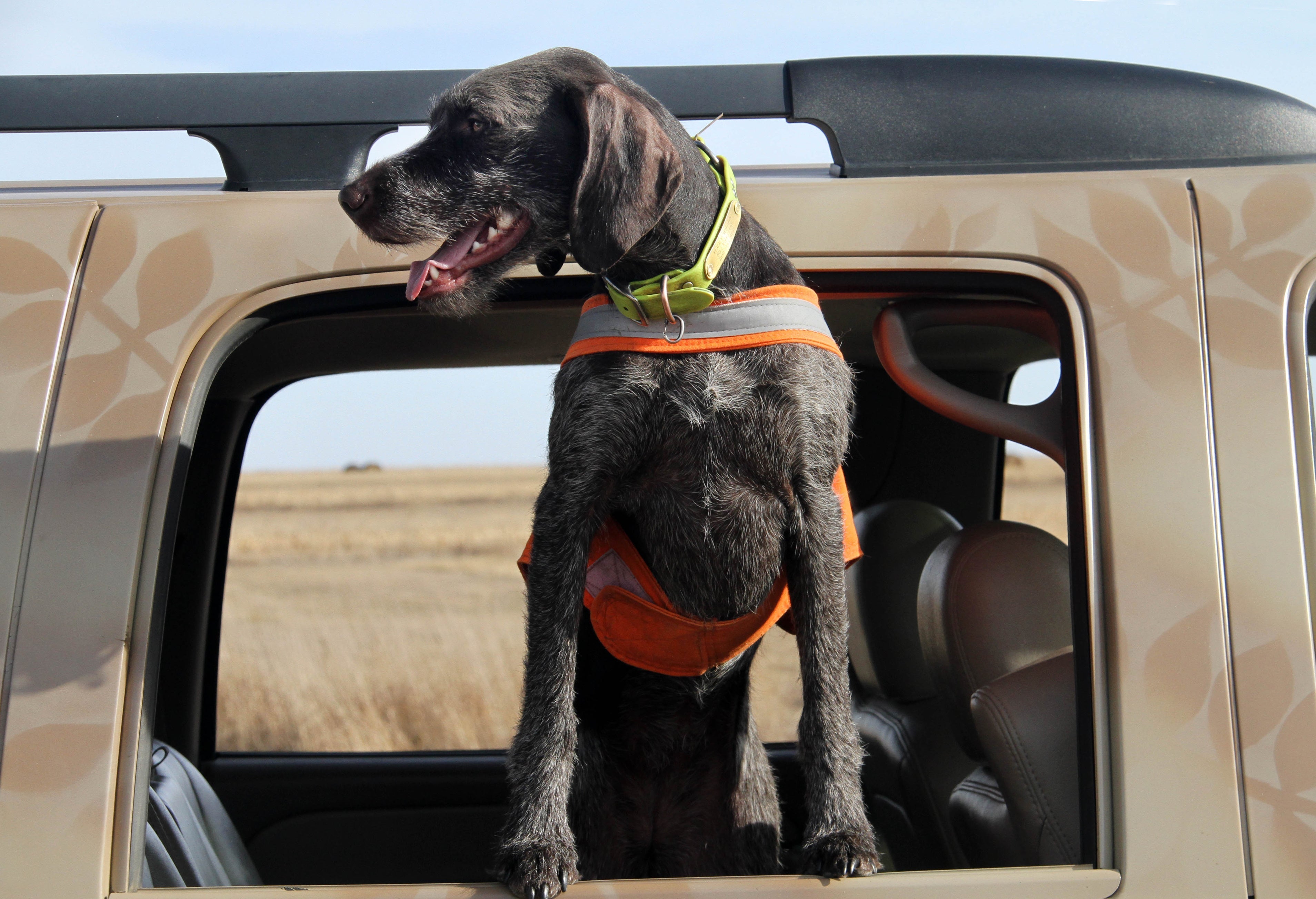 On The Road - Dog Highway Truck